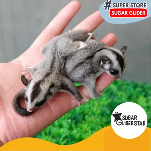 Apa Itu Sugar Glider?
