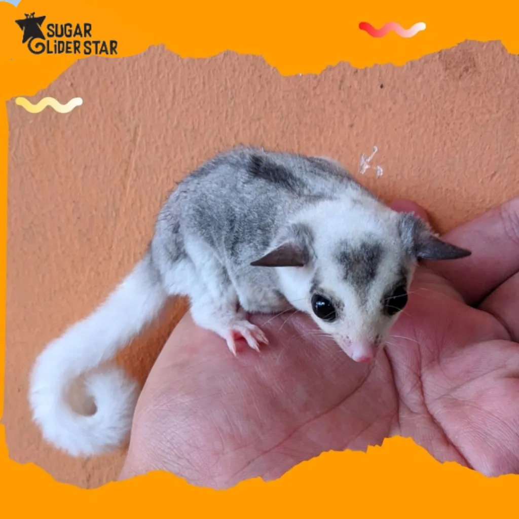Jenis-Jenis Sugar Glider dan Morph Warnanya