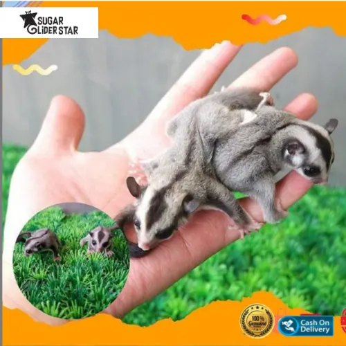 Perbedaan Sugar Glider Jantan dan Betina