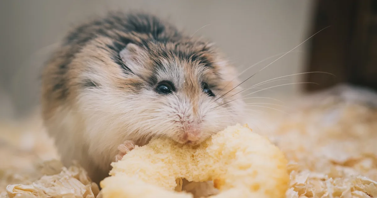 Jenis Bedding Hamster dan Cara Memilihnya