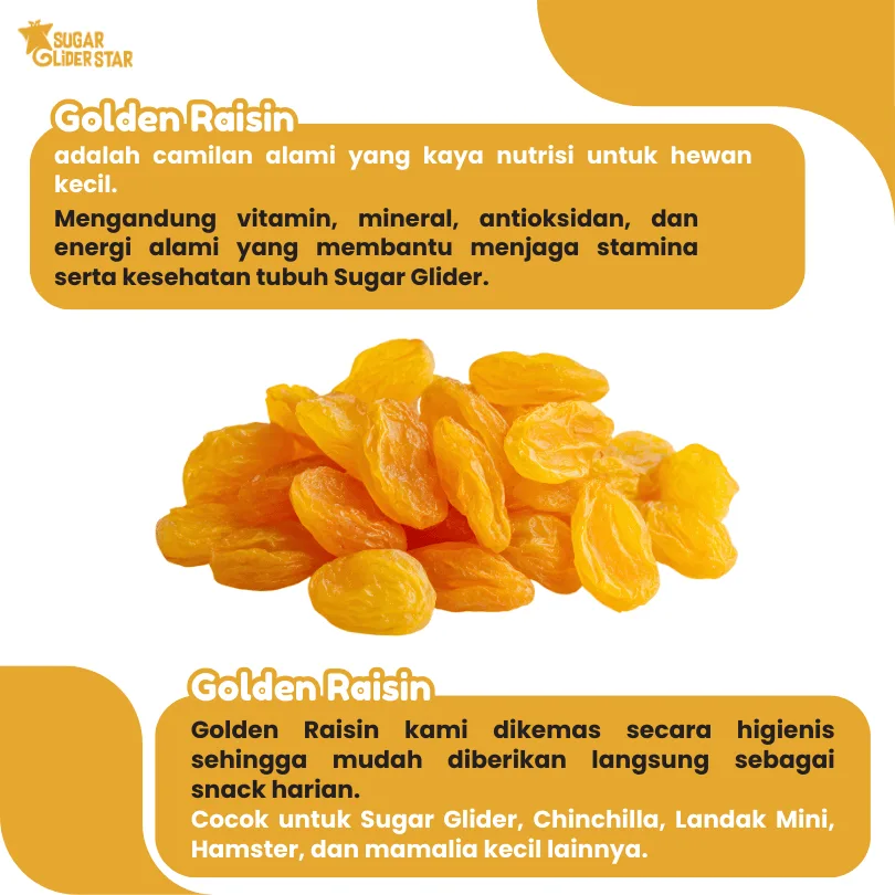 SUGAR GLIDER STAR Golden Raisin Buah Kismis Camilan Sugar Glider