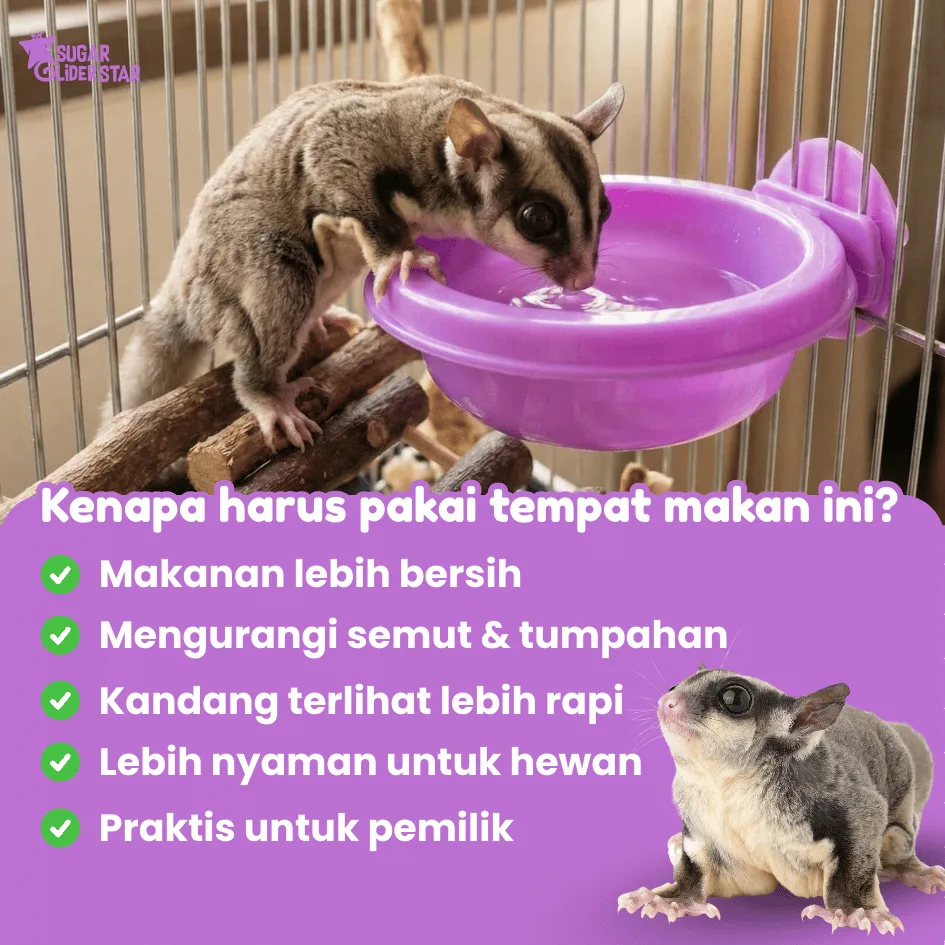 SUGAR GLIDER STAR Tempat Makan Jepit Hewan Sugar Glider
