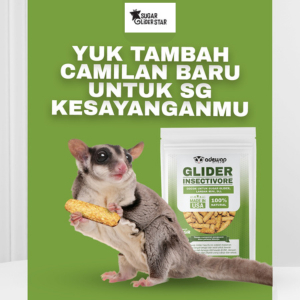 SUGAR GLIDER STAR Glider Insectivore Nutrition Makanan Sugar Glider Import USA