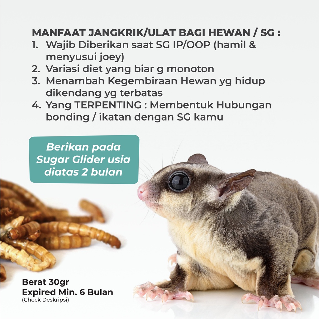SUGAR GLIDER STAR Ulat Hongkong Kering Makanan Cemilan Hewan Sugar Glider 40gr