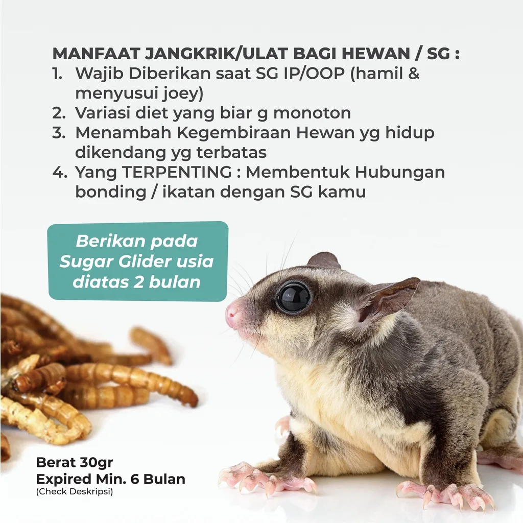 SUGAR GLIDER STAR Ulat Hongkong Kering Makanan Cemilan Hewan Sugar Glider 40gr