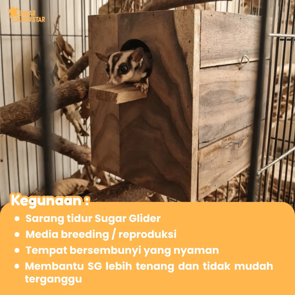 ADEWAP GLIDER Glodok Kayu Tempat Sembunyi Sugar Glider