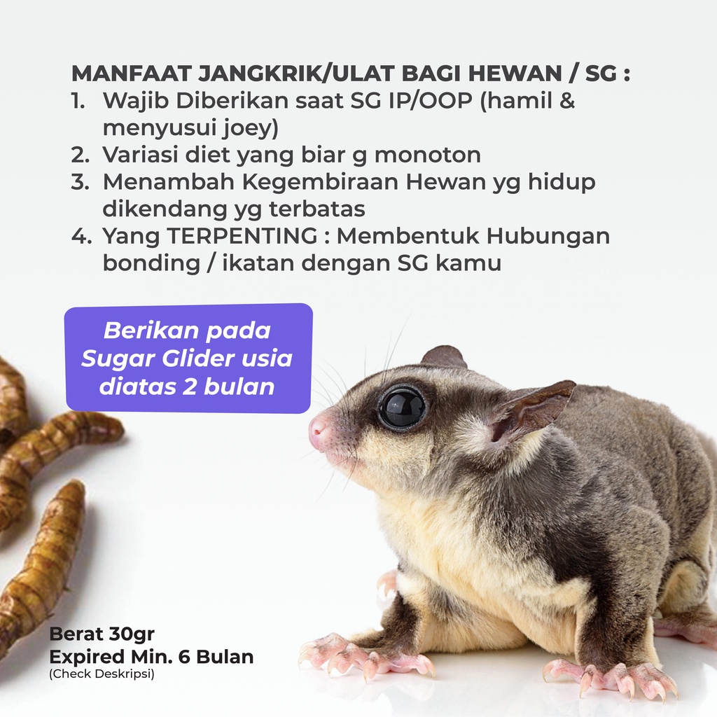 SUGAR GLIDER STAR Ulat Jerman Kering Cemilan Sugar Glider