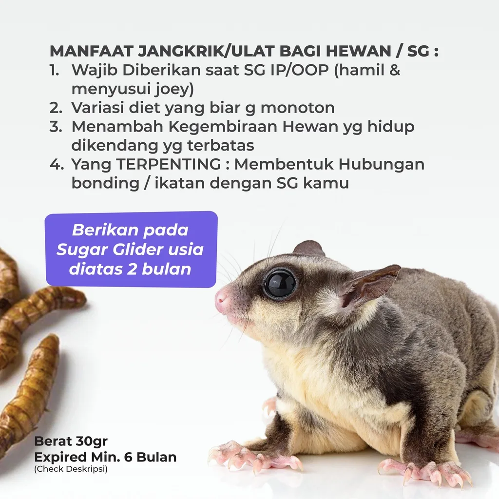 SUGAR GLIDER STAR Ulat Jerman Kering Cemilan Sugar Glider