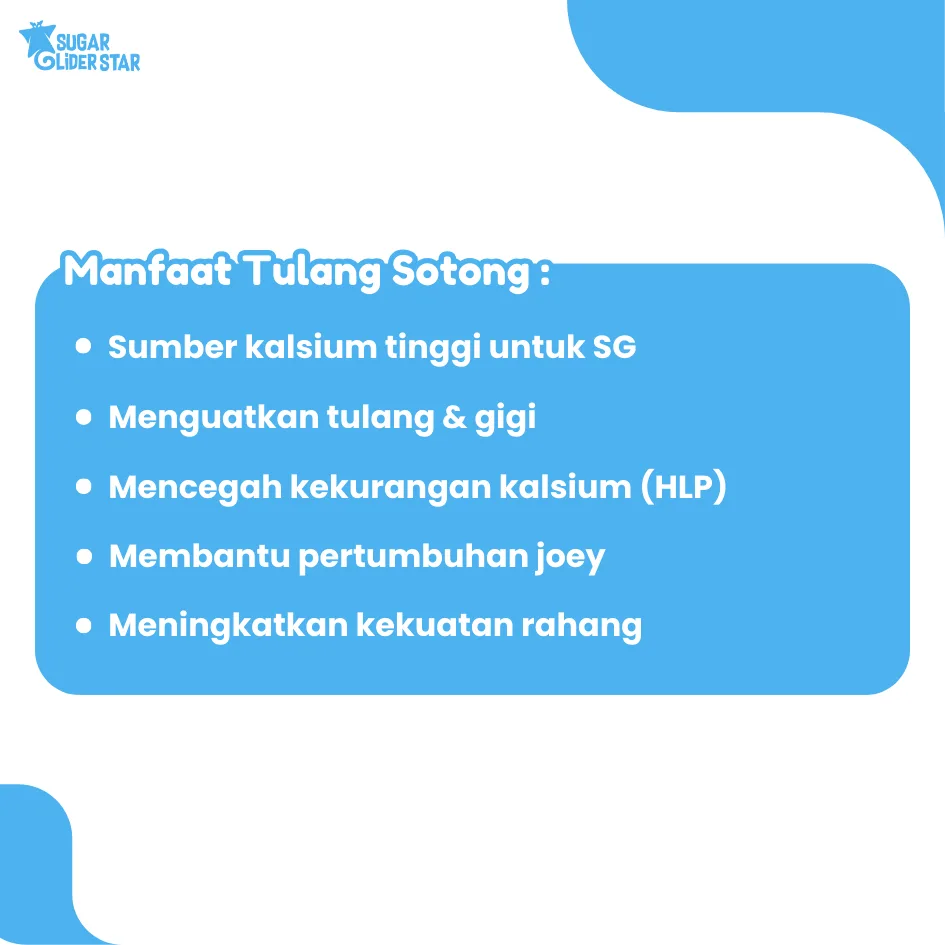 ADEWAP GLIDER Kalsium Tulang Sotong Kering Asinan Gigitan Sugar Glider