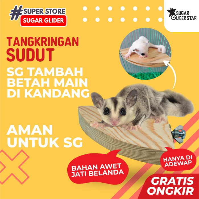 SUGAR GLIDER STAR Tangkringan Standing Sudut Kandang Sugar Glider