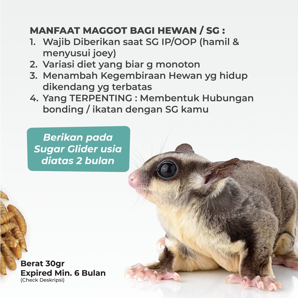 SUGAR GLIDER STAR Maggot Kering BSF Cemilan Makanan Sugar Glider 35gr