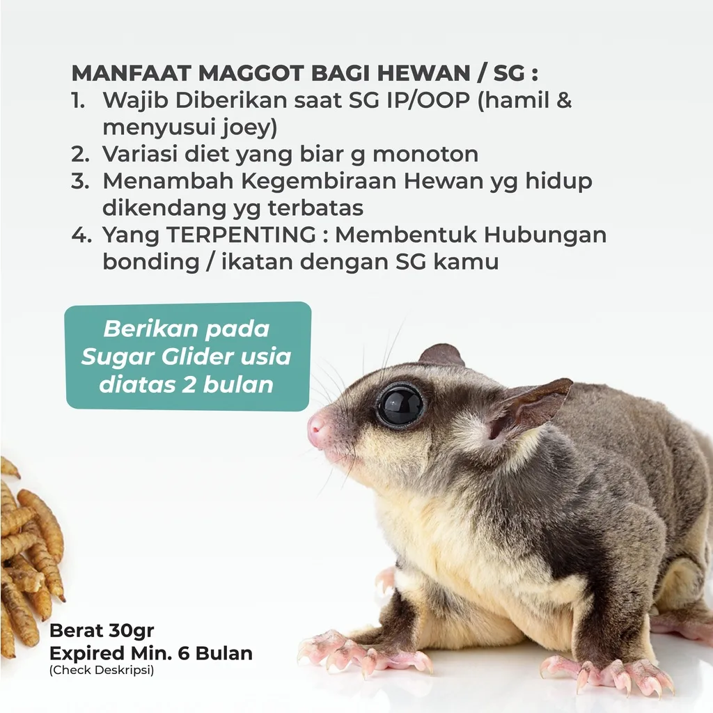 SUGAR GLIDER STAR Maggot Kering BSF Cemilan Makanan Sugar Glider 35gr