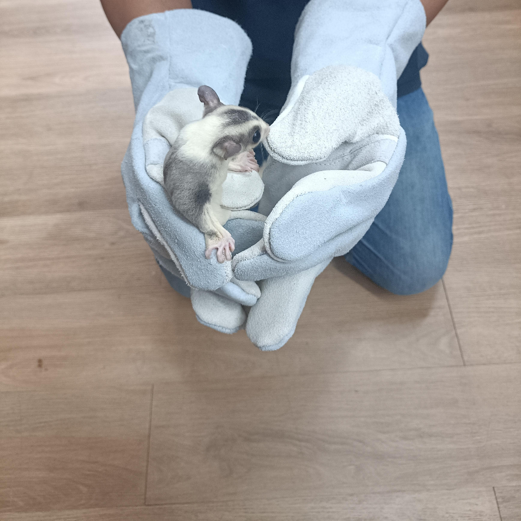 SUGAR GLIDER STAR Pet Gloves Safety Sarung Tangan Handle Sugar Glider