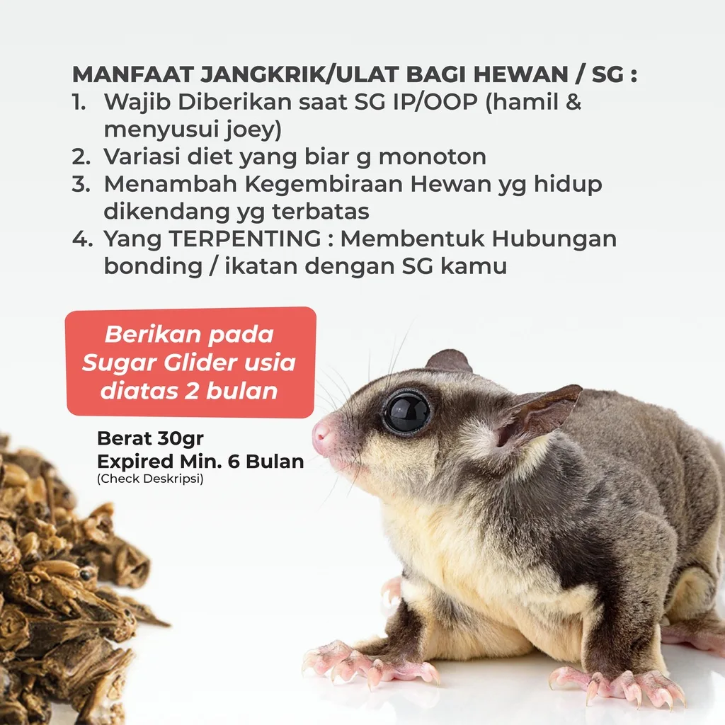 SUGAR GLIDER STAR Jangkrik Kering Makanan Cemilan Sugar Glider 40gr