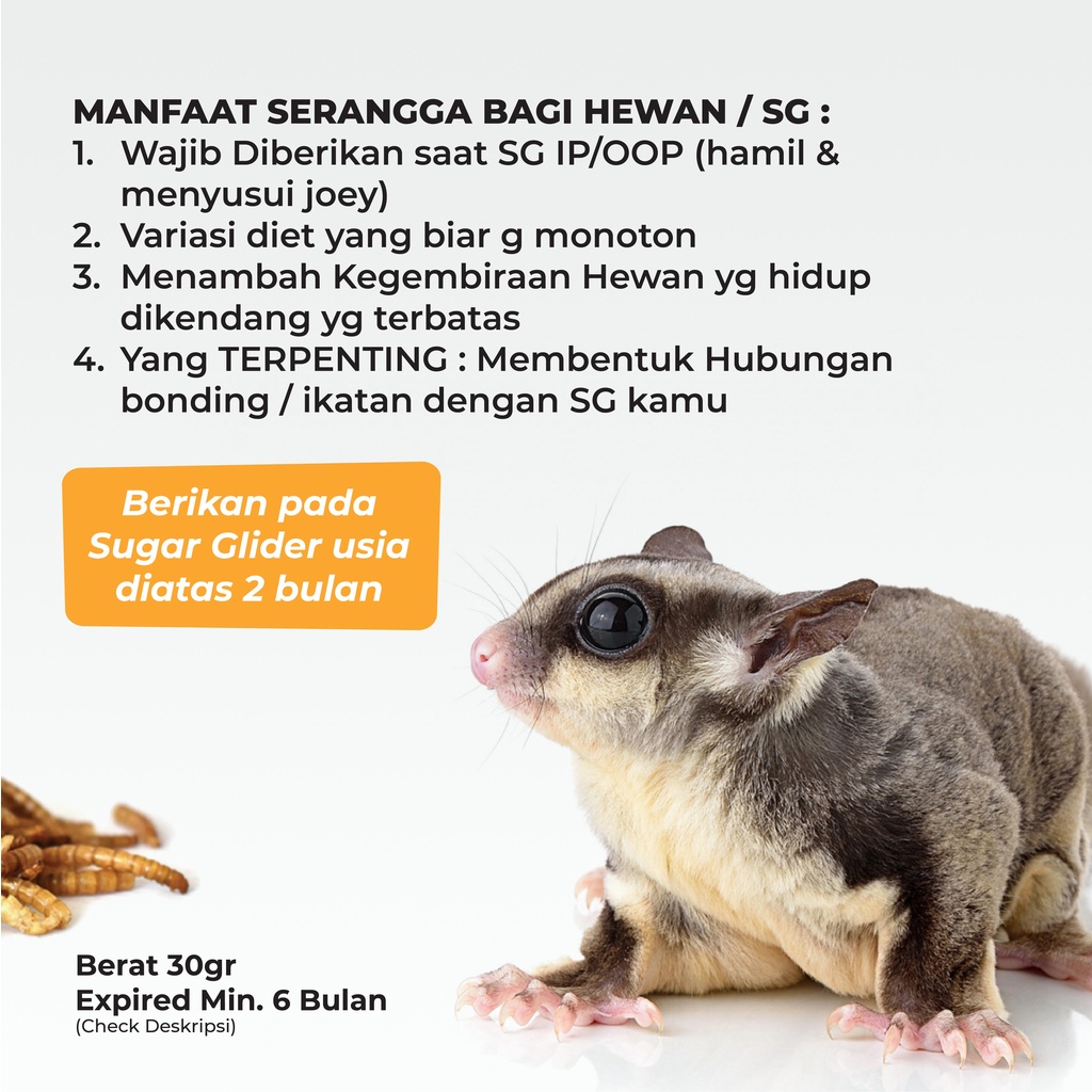 SUGAR GLIDER STAR Paket Serangga Kering Cemilan Protein Sugar Glider