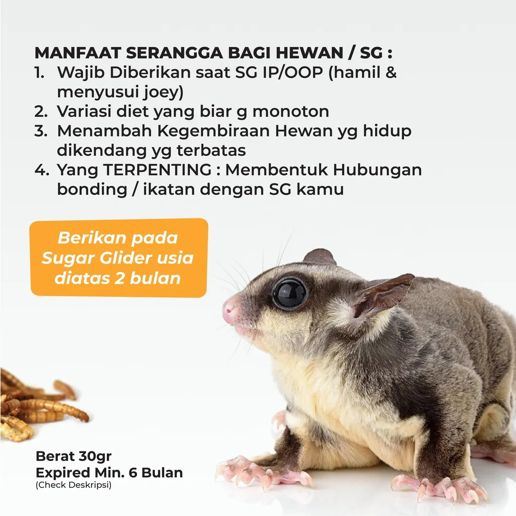 SUGAR GLIDER STAR Paket Serangga Kering Cemilan Protein Sugar Glider