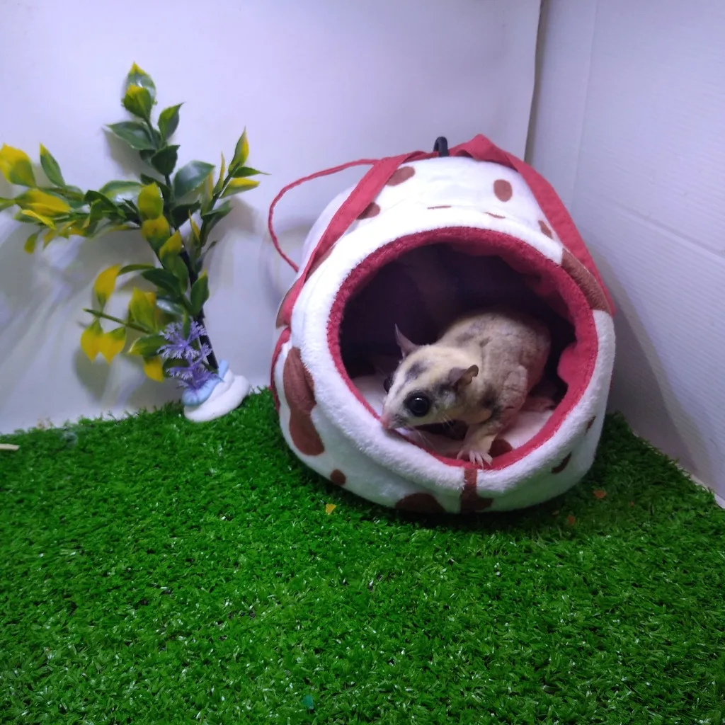 SUGAR GLIDER STAR Sleeping Pouch EGG Model Telur Tempat Tidur Sugar Glider