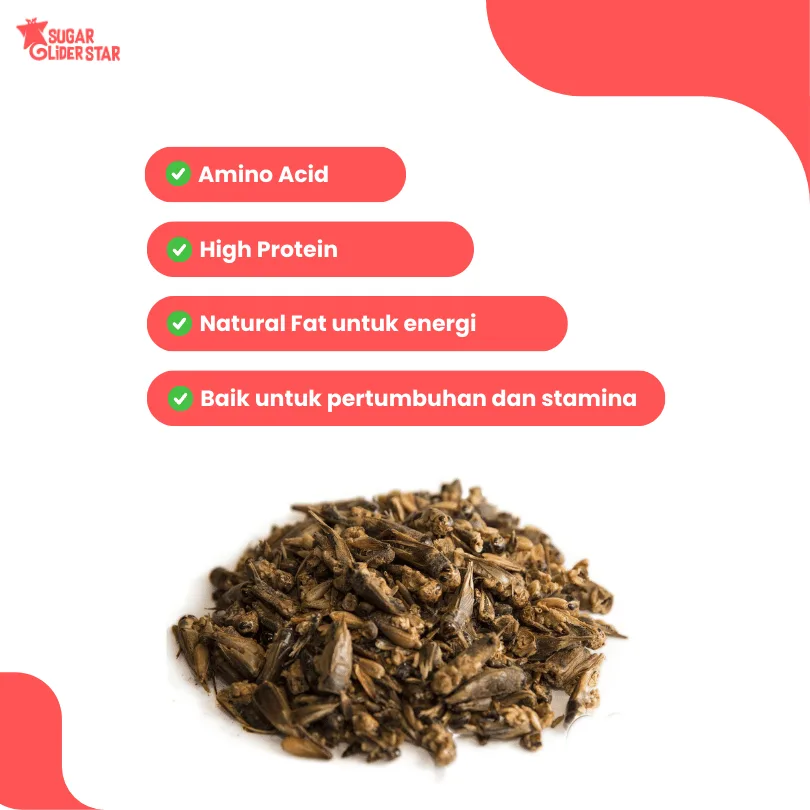 SUGAR GLIDER STAR Jangkrik Kering Makanan Cemilan Sugar Glider 40gr