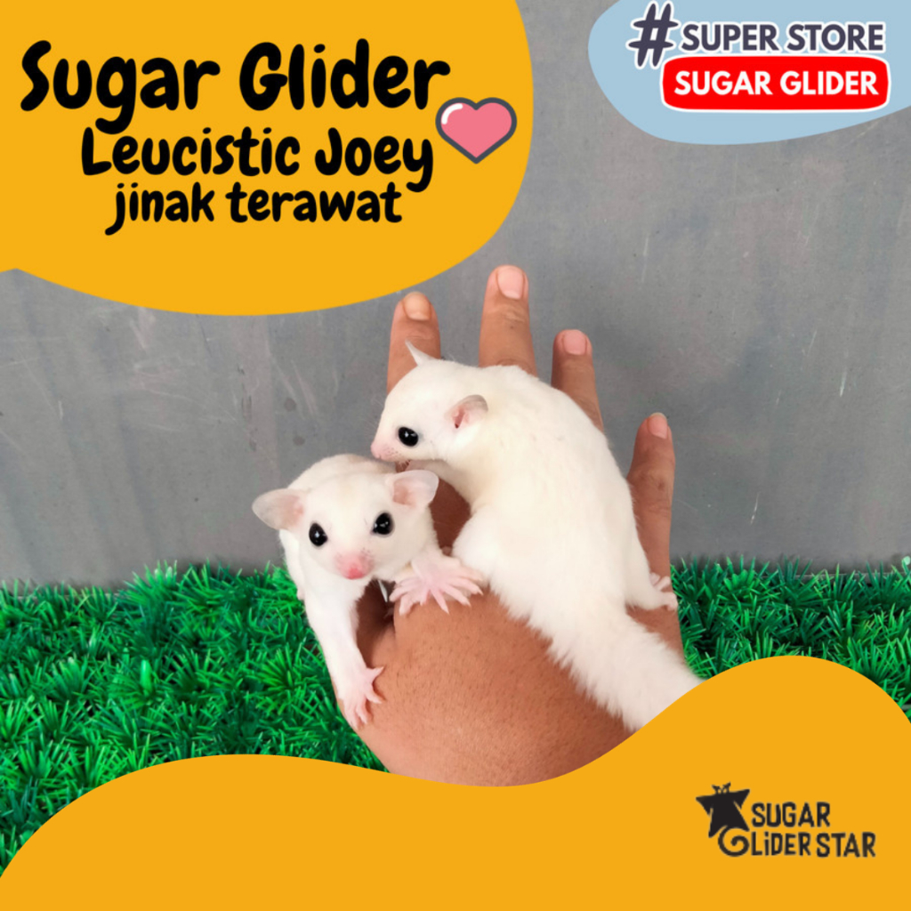 SUGAR GLIDER LEUCISTIC JOEY JINAK / MAINAN SG LEU JOEY JINAK