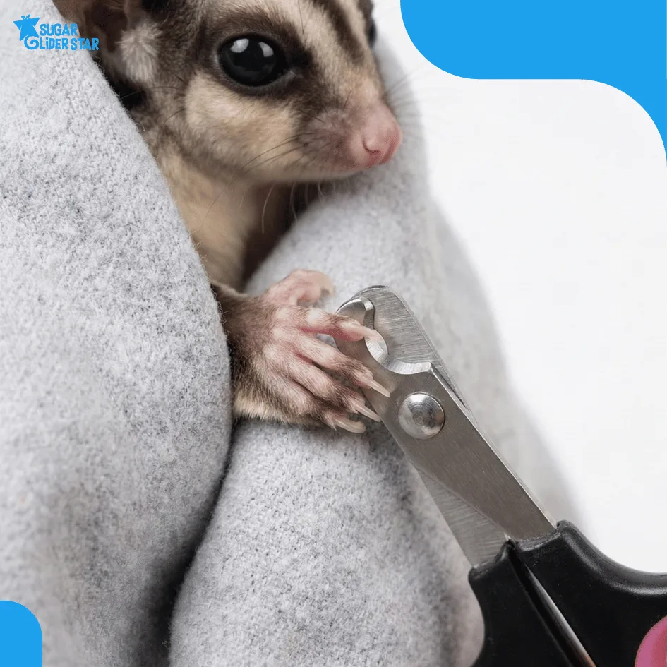 ADEWAP GLIDER Gunting Kuku Hewan Nail Clippers Trimmer Sugar Glider