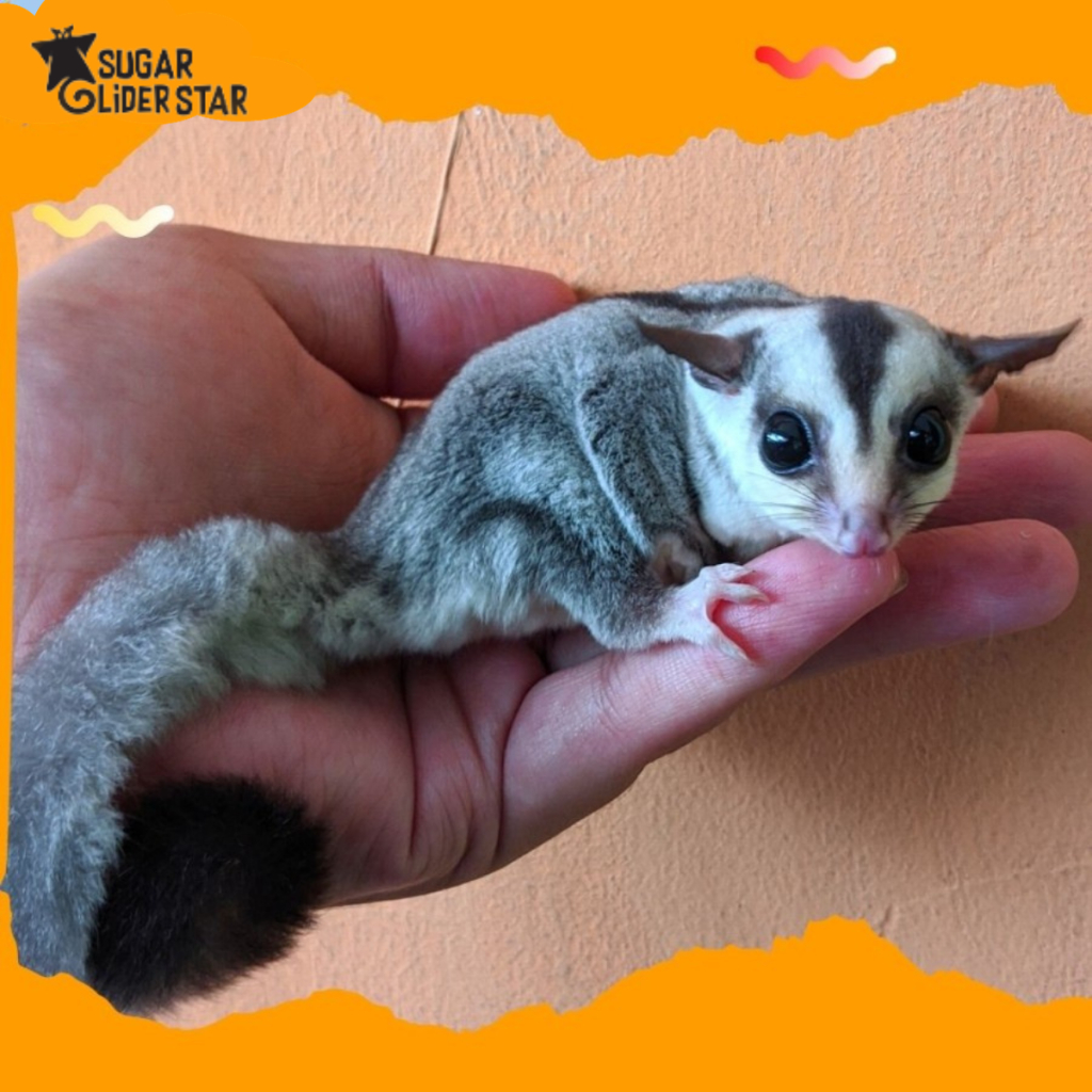 SUGAR GLIDER WHITE FACE JOEY JINAK / MAINAN SUGAR GLIDER JOEY JINAK
