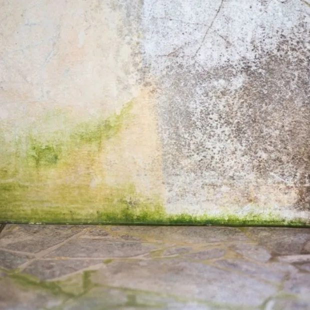 IVARON Pembersih Lumut Semen Obat Penghilang Paving Anti Mold Algae Pembasmi Kamar Mandi
