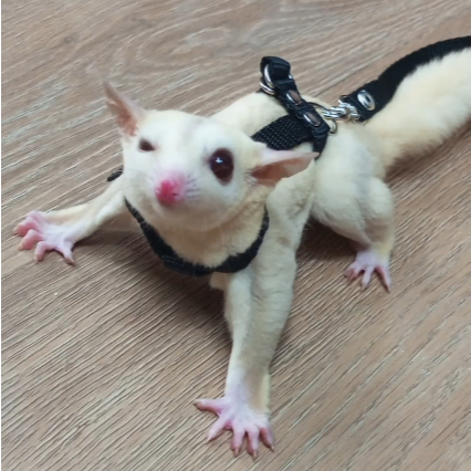 ADEWAP GLIDER Harness H Tali Penuntun Sugar Glider - 5