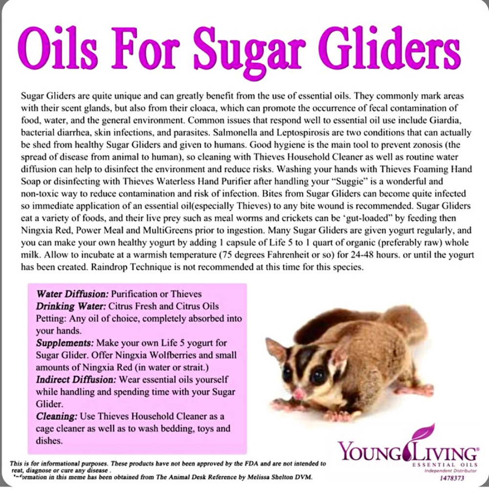 ADEWAP GLIDER Minyak Ikan Omega 3 Sugar Glider Fish Oil 40 Butir – Minyak Ikan  Suplemen Bulu & Kesehatan - 5