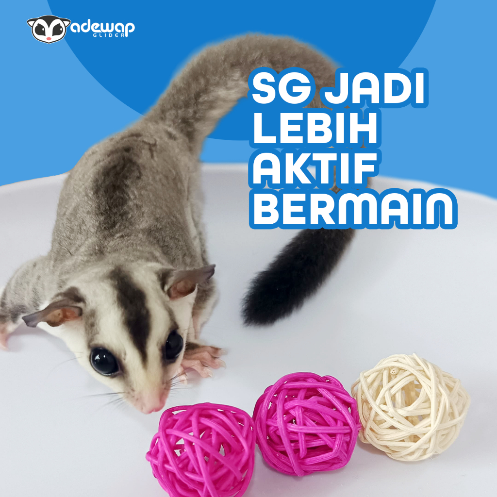 ADEWAP GLIDER Mainan Bola Rotan Aktivitas Harian Anti Bosan Sugar Glider - 2