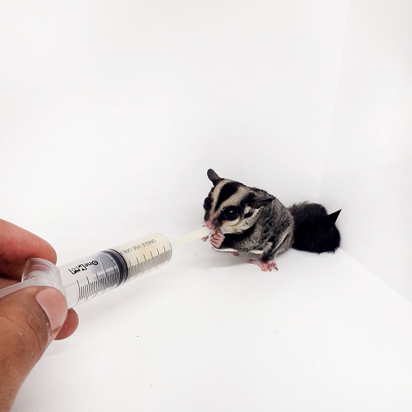 ADEWAP GLIDER Spet Alat Bantu Makan Bayi Sugar Glider - 5