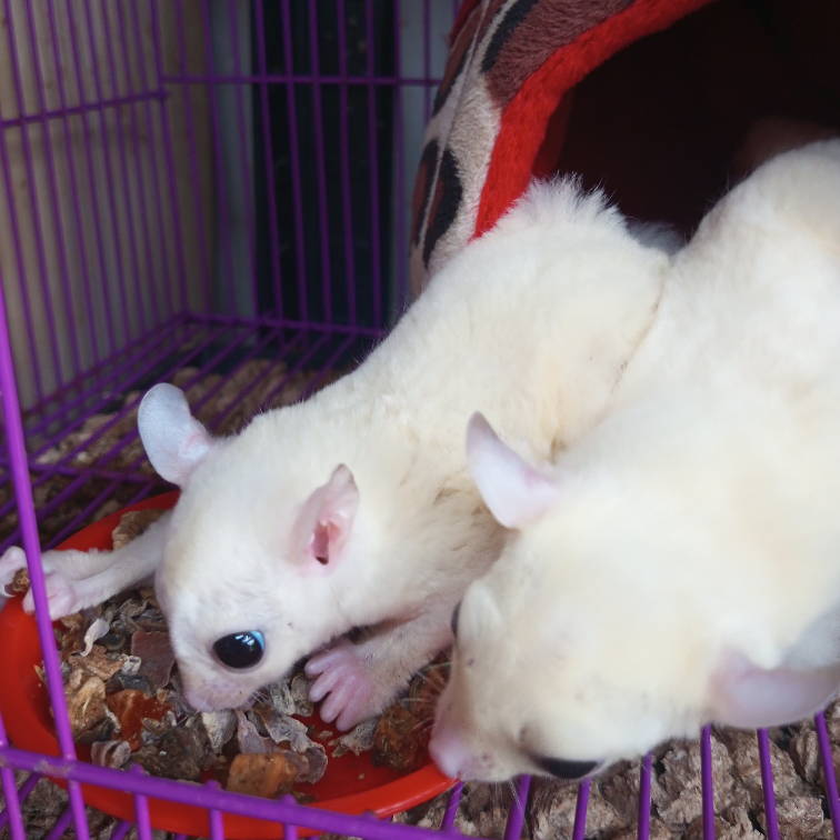 ADEWAP GLIDER Glider Veggie Fruity Healthy Snack : Buah & Sayur Kering Cemilan Sugar Glider - 6