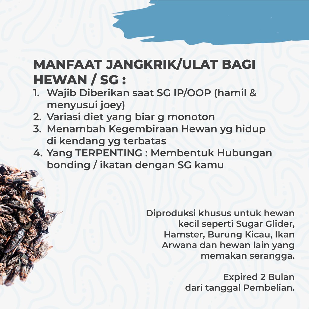 ADEWAP GLIDER Dried Cricket Jangkrik Kering Sugar Glider - 3