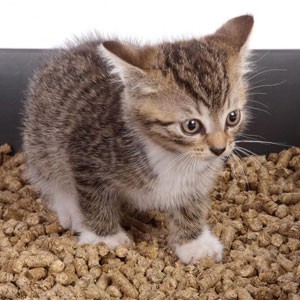 ADEWAP GLIDER Wood Pellet Alas Kandang Sugar Glider - 4