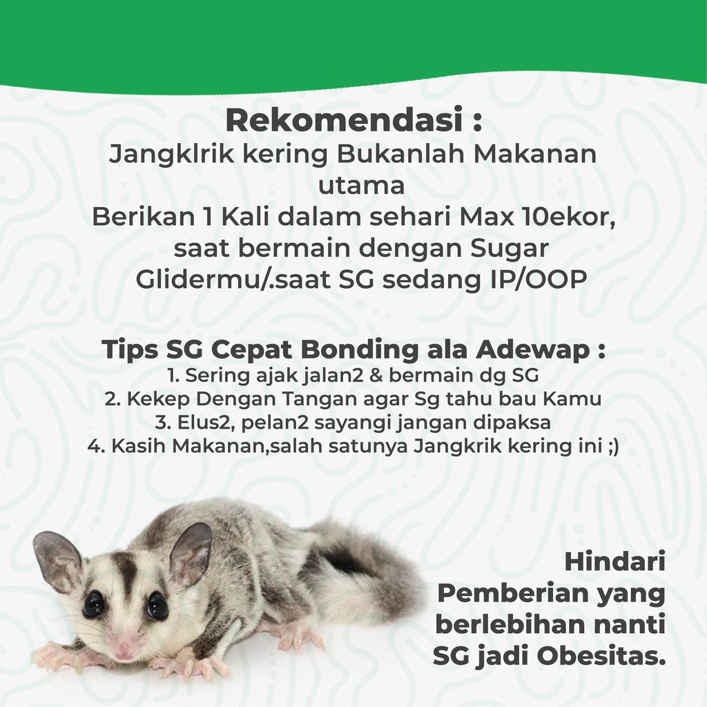 ADEWAP GLIDER Ulat Hongkong Kering 40gr Dried mealworm Sugar Glider - 4