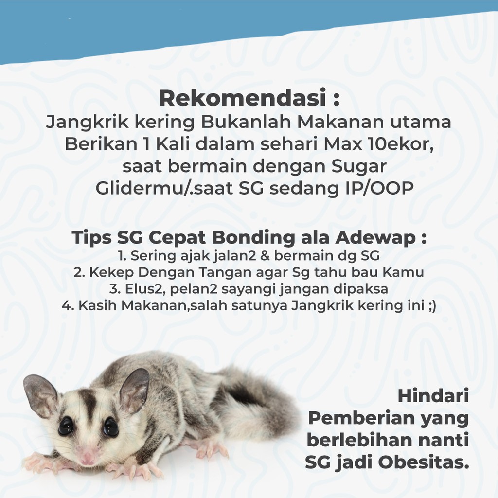 ADEWAP GLIDER Dried Cricket Jangkrik Kering Sugar Glider - 4