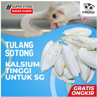 ADEWAP GLIDER Gigitan Kayu Apel Gnawing Perawatan Gigi Sugar Glider - 3