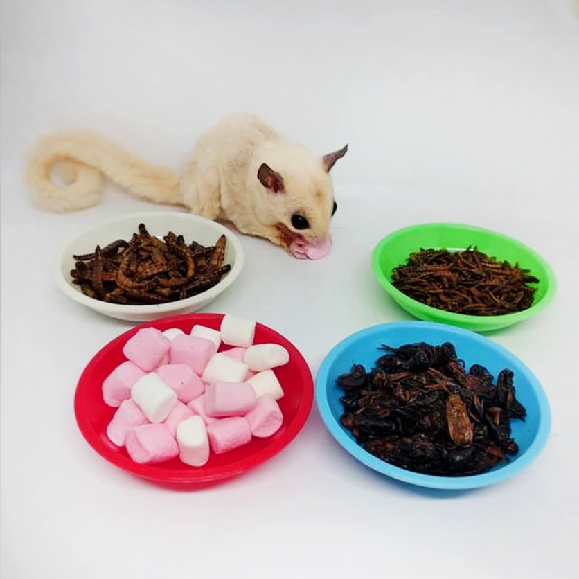 ADEWAP GLIDER Tempat Makan Joey Piring Camilan Sugar Glider - 6