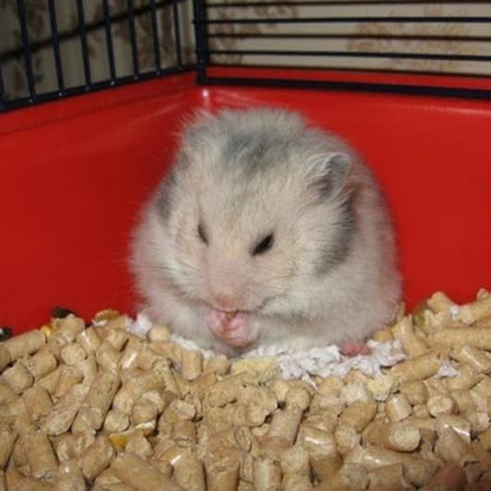 ADEWAP GLIDER Wood Pellet Alas Kandang Sugar Glider - 5