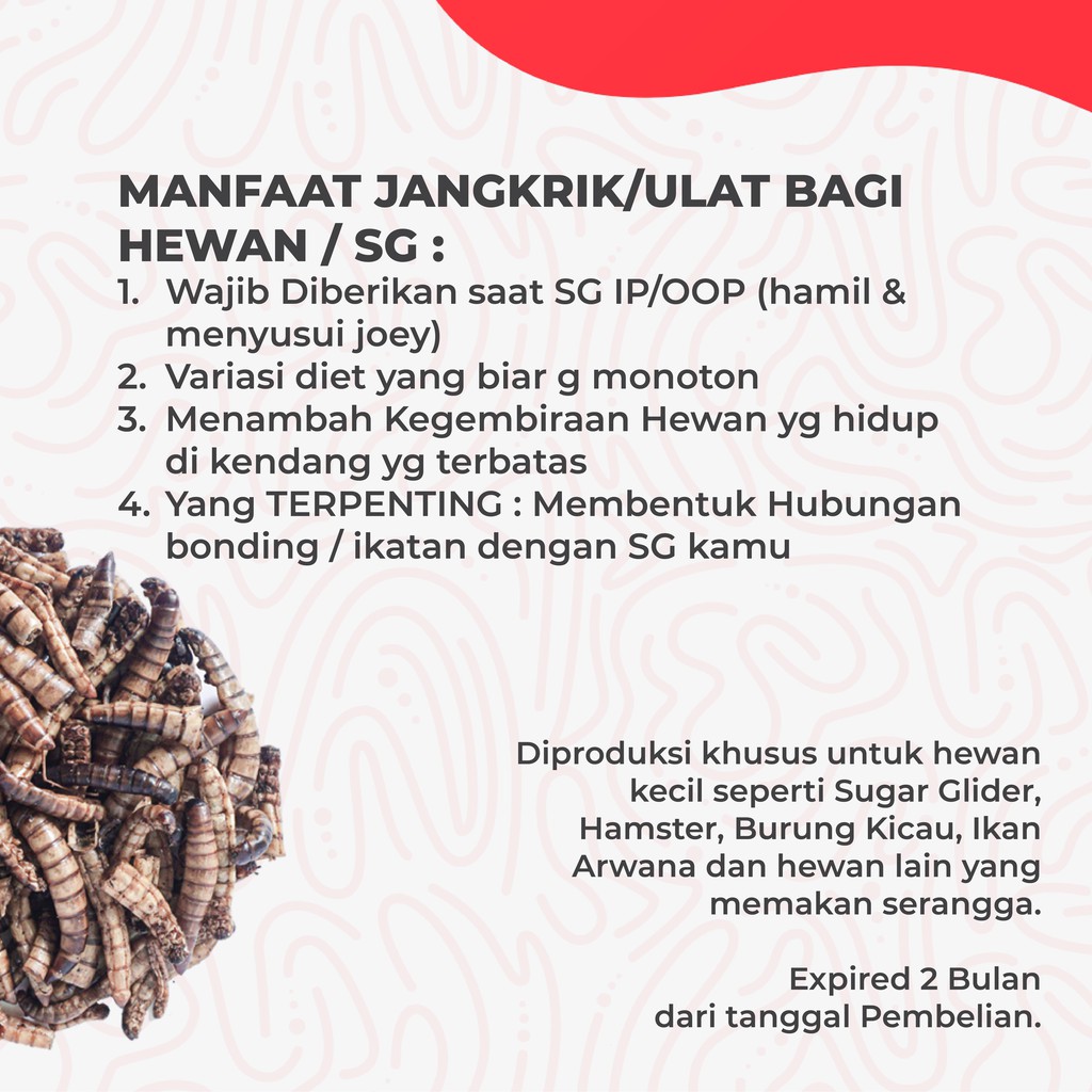 ADEWAP GLIDER Ulat Jerman Kering Dried Super Worm Cemilan Sugar Glider - 40gr - 3