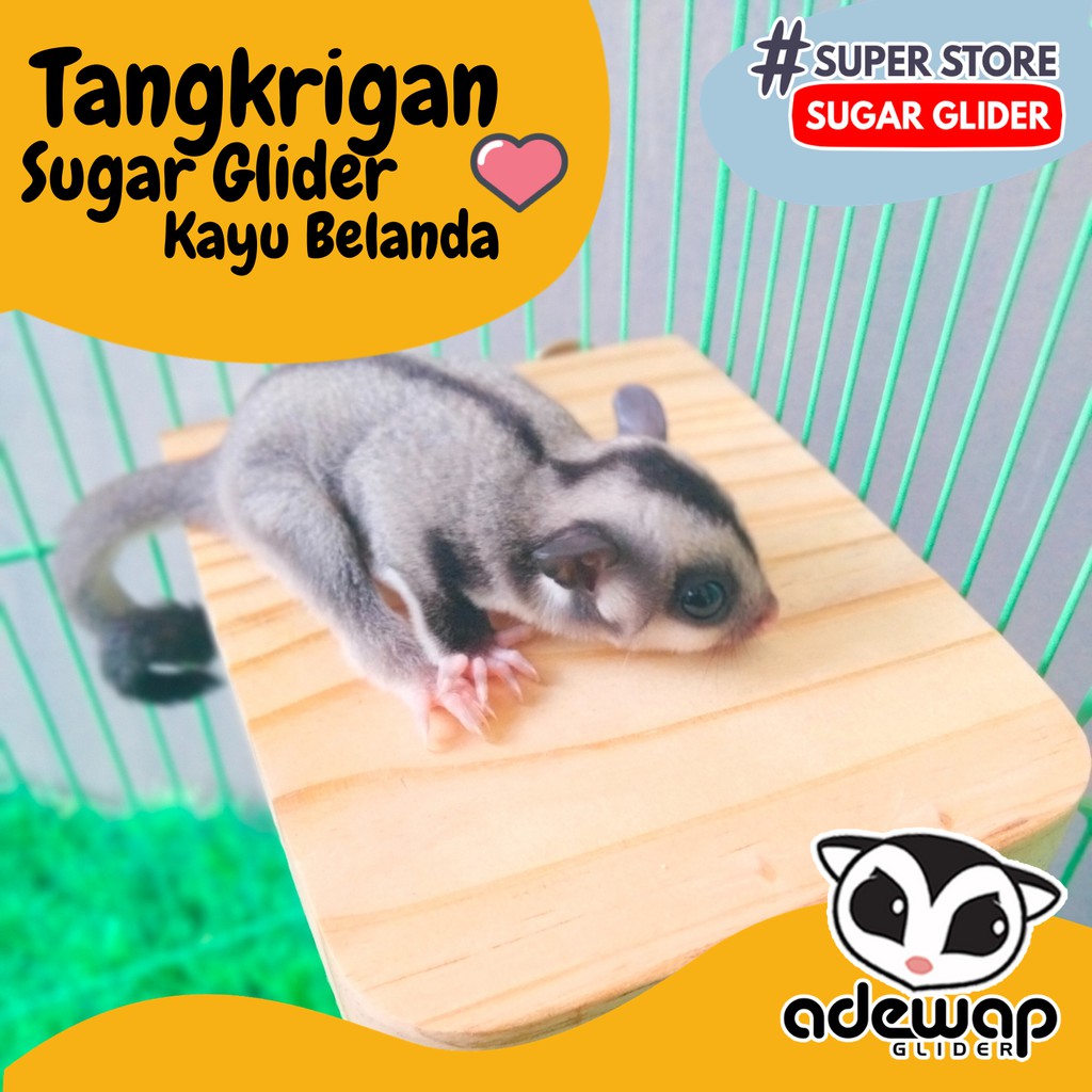 ADEWAP GLIDER Tangkringan Kandang Hewan Kotak Sugar Glider - 3