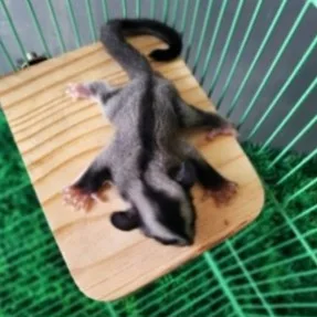 SGID Tangkringan Kotak Kandang Sugar Glider Mainan Aksesoris Kandang M