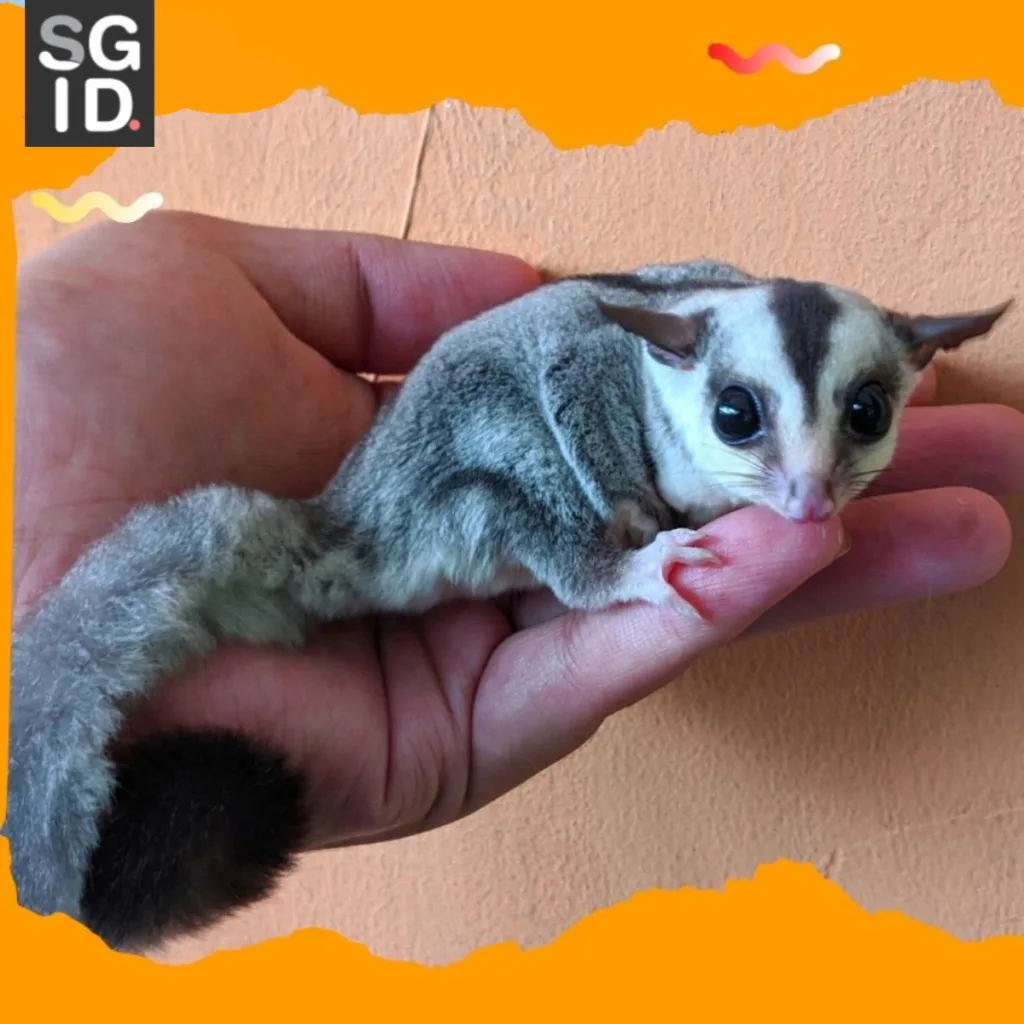 Sugar Glider Joey Jinak