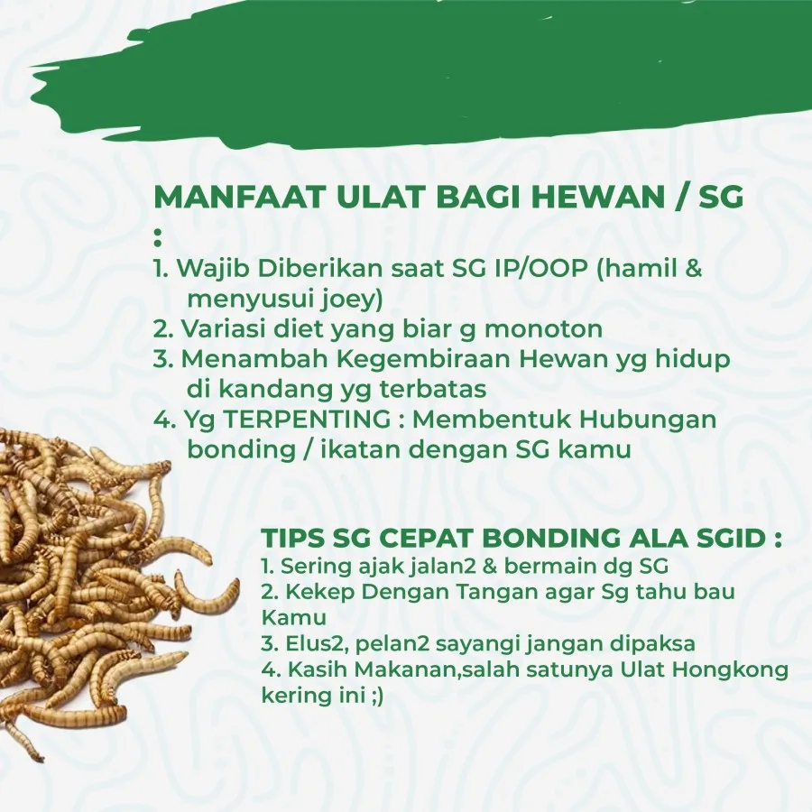 Ulat Hongkong Kering Pakan Sugar Glider Burung Tupai Terbang Landak mini Arwana