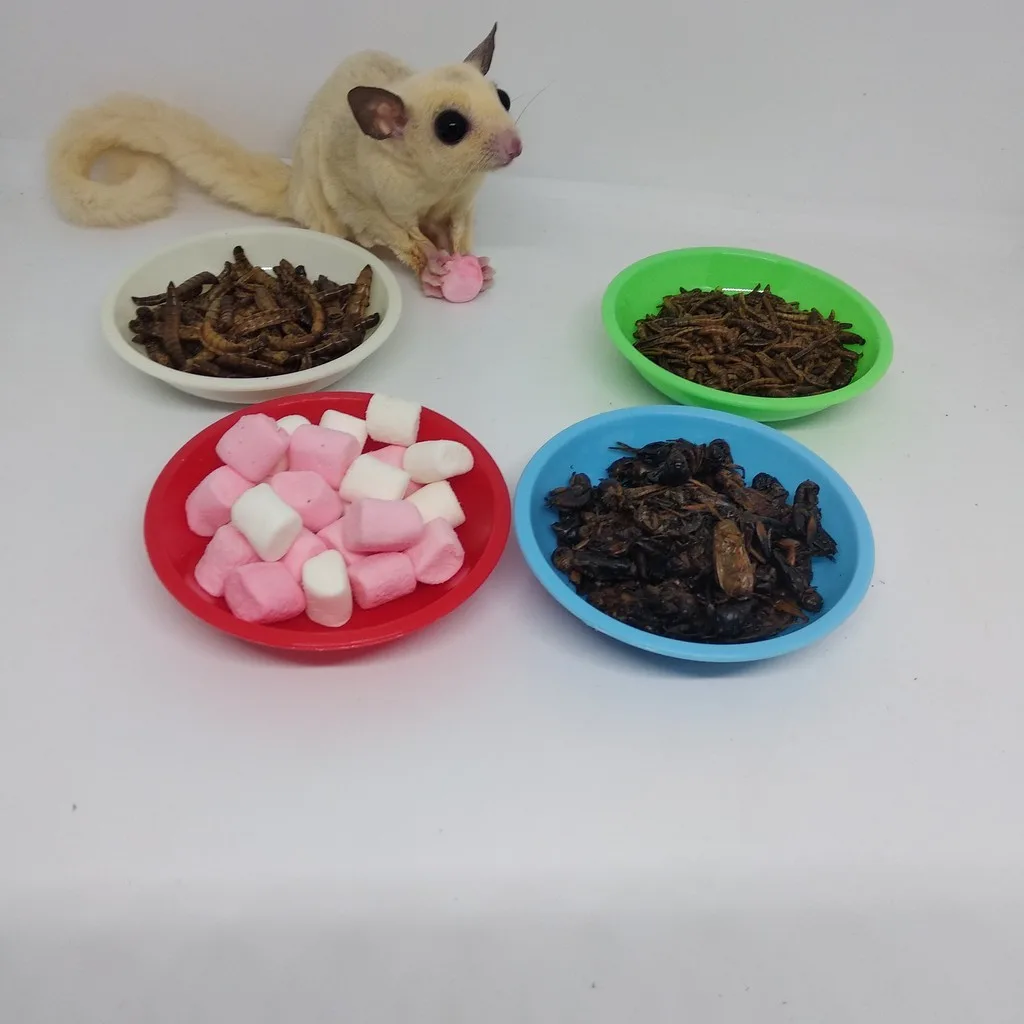 ADEWAP GLIDER Tempat Makan Joey Piring Camilan Sugar Glider