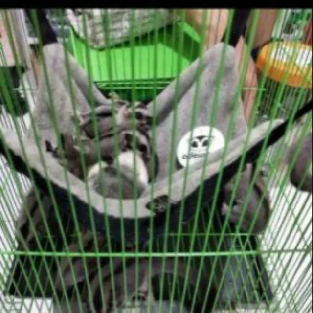 ADEWAP GLIDER Hammock Sleeping Pouch 1 Tingkat Tempat Tidur Sugar Glider