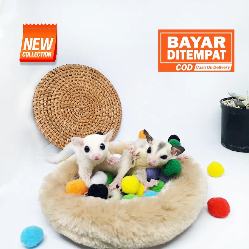 ADEWAP GLIDER Pom Pom Mainan Sugar Glider