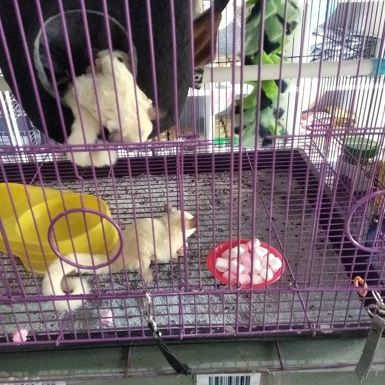 ADEWAP GLIDER Tempat Makan Joey Piring Camilan Sugar Glider