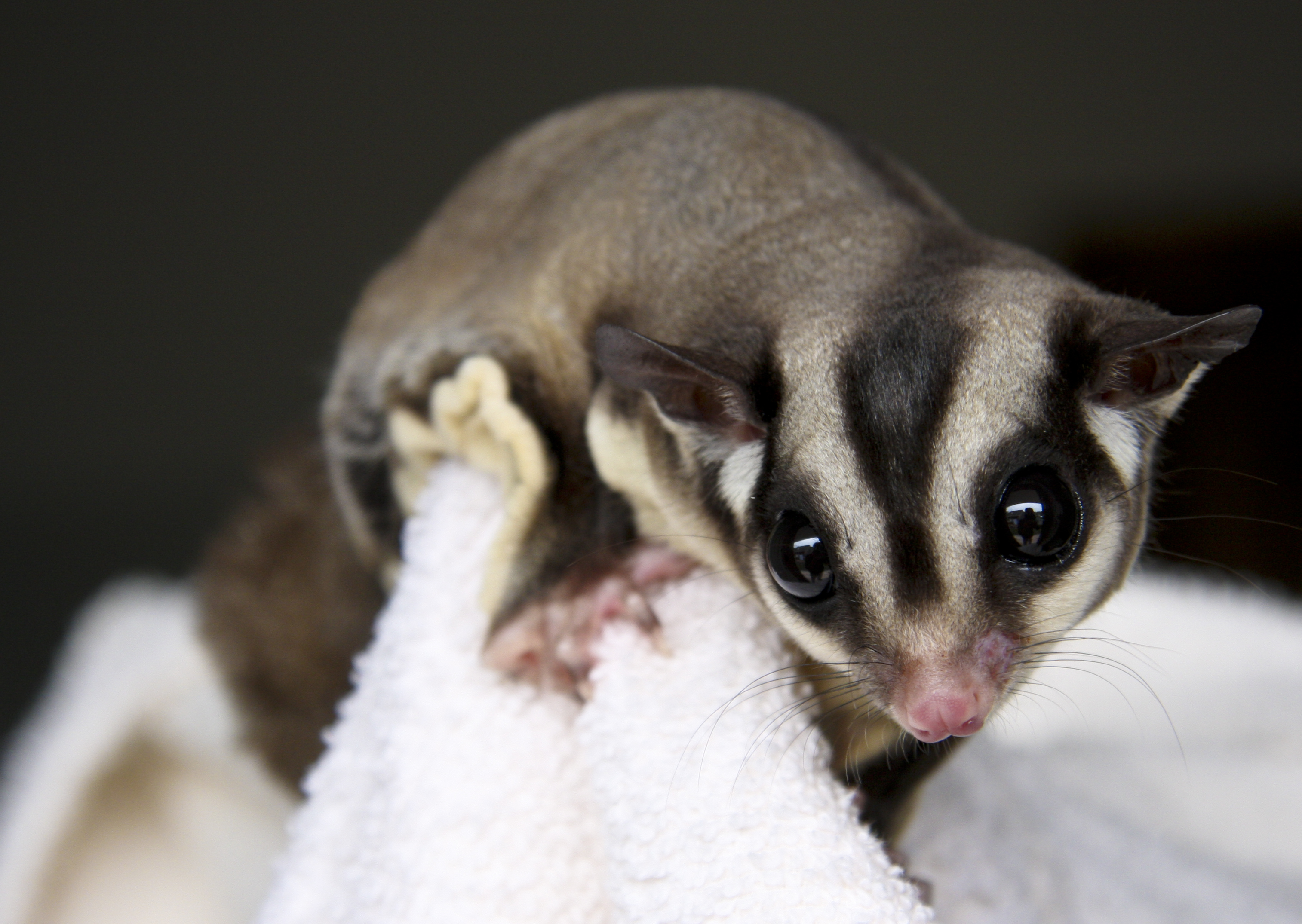 Mengenal Sugar Glider: Hewan Peliharaan Unik yang Menggemaskan