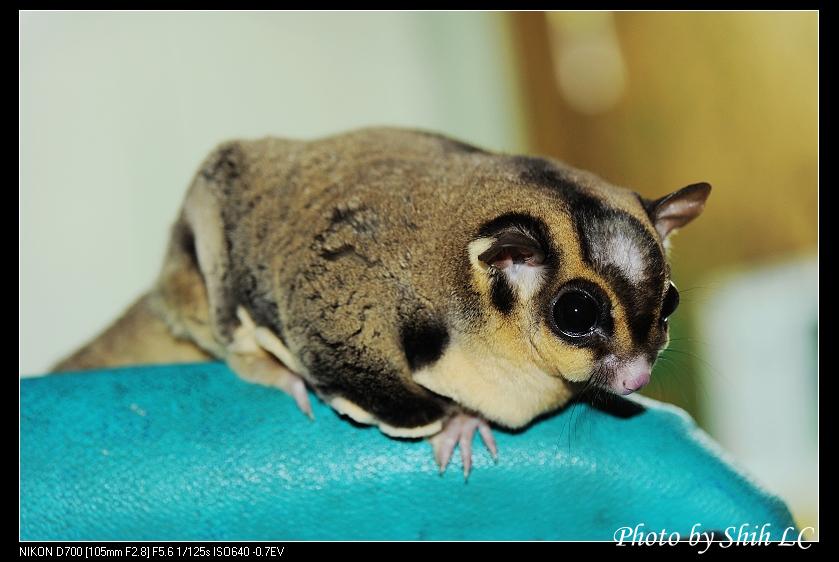 Cara Melatih Sugar Glider: Trik, Bonding, dan Teknik Handle yang Benar