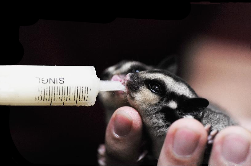 Nutrisi dan Suplemen Sugar Glider agar Sehat dan Panjang Umur